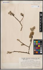 Foto von Salix caprea L.